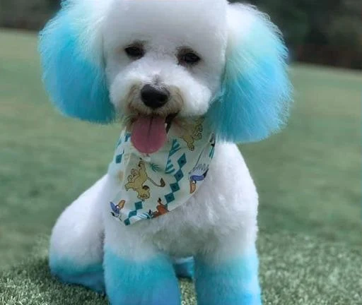 Pet care, referência do catálogo MEIÁISI